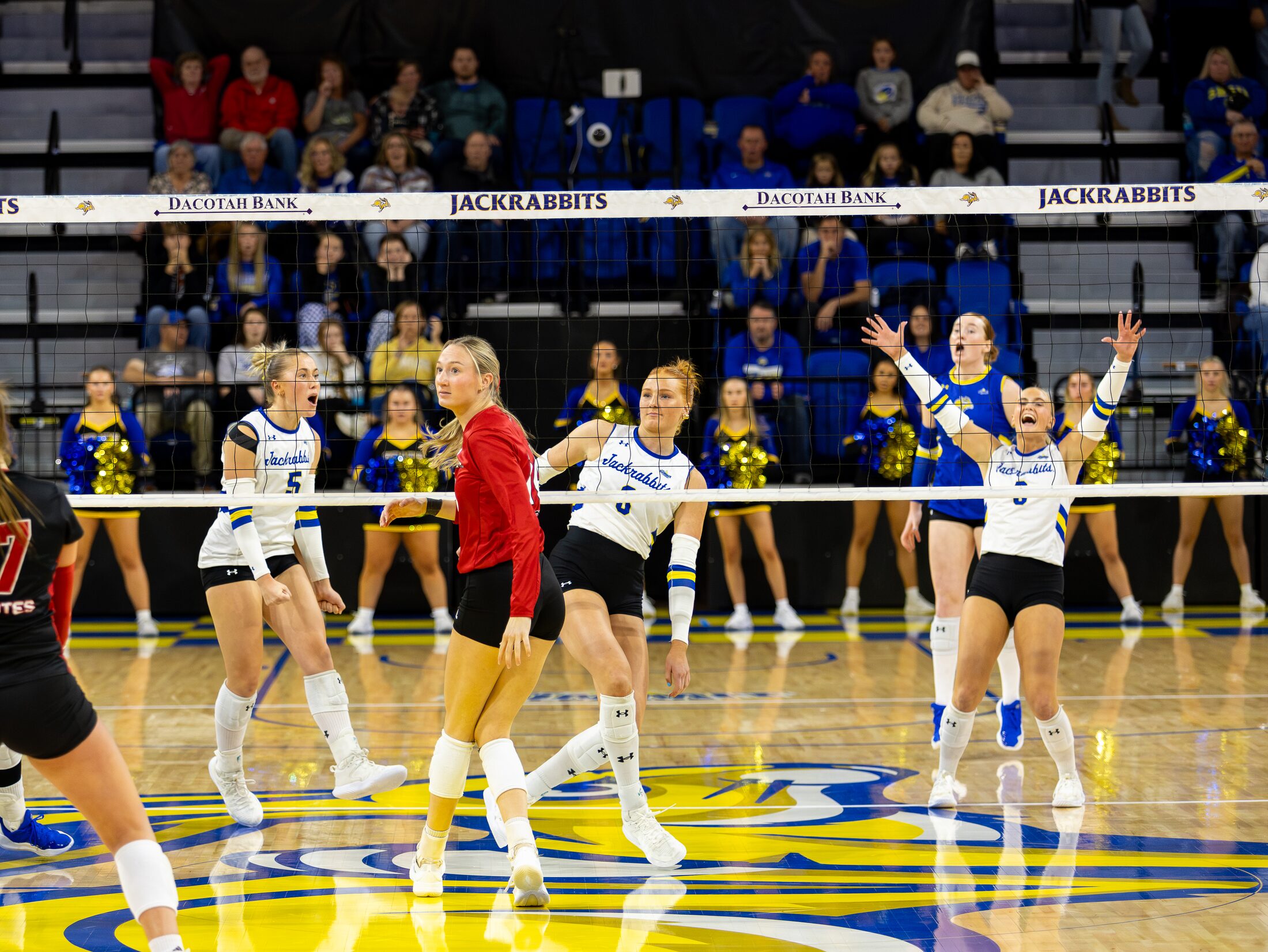 Volleyball team celebrating a point